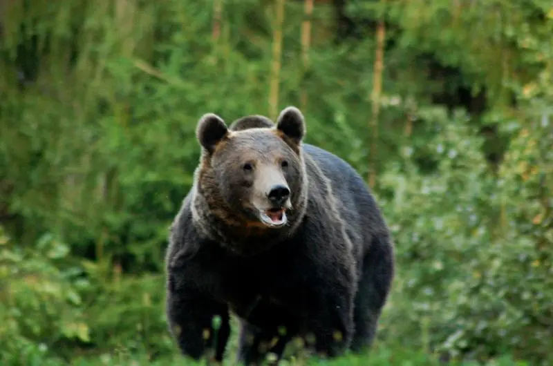 Alertă în Iedera: Urs văzut printre case! Localnicii, sfătuiți să rămână în locuințe